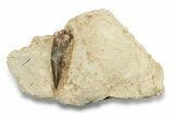 Fossil Polycotylid Plesiosaur (Thililua?) Tooth - Asfla Morocco #252358-1